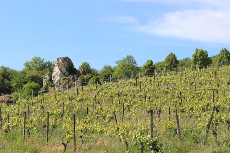 Zellertaler Kraus - Zellertaler Keller